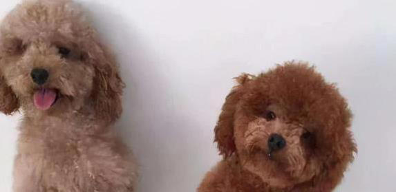 养狗就选这6种，忠诚又聪明，你选哪只陪一生？