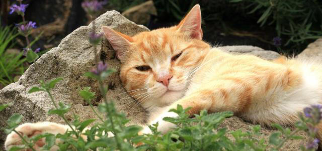 一闻就爱上！盘点猫咪最喜欢闻的4种味道