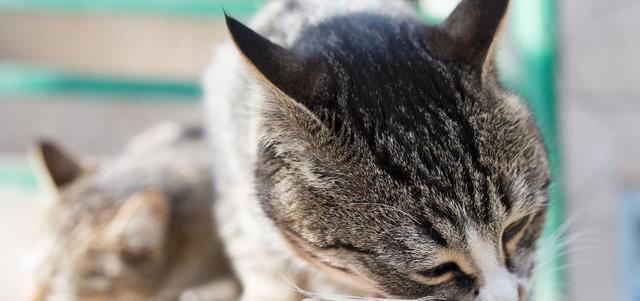 一闻就爱上！盘点猫咪最喜欢闻的4种味道