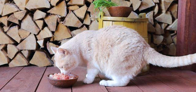 一闻就爱上！盘点猫咪最喜欢闻的4种味道