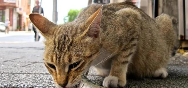 一闻就爱上！盘点猫咪最喜欢闻的4种味道