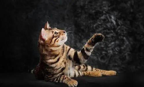 布偶猫粘人像尾巴，金吉拉自带眼线美，你家猫咪上榜了吗？