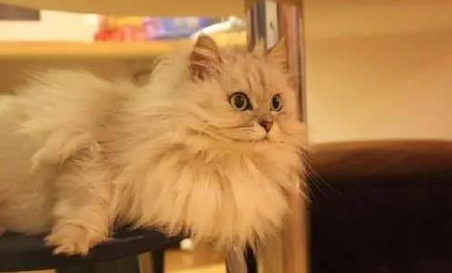 布偶猫粘人像尾巴，金吉拉自带眼线美，你家猫咪上榜了吗？