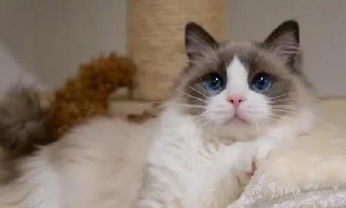 布偶猫粘人像尾巴，金吉拉自带眼线美，你家猫咪上榜了吗？