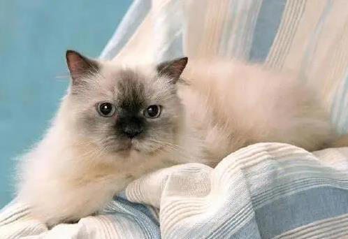 布偶猫粘人像尾巴，金吉拉自带眼线美，你家猫咪上榜了吗？