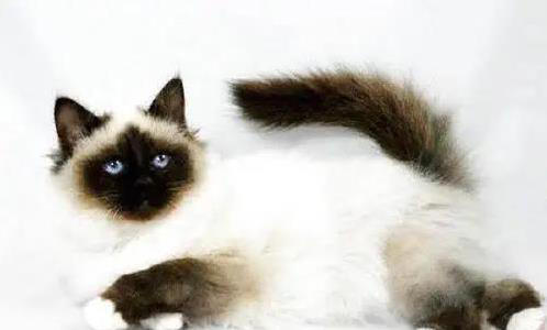 布偶猫粘人像尾巴，金吉拉自带眼线美，你家猫咪上榜了吗？