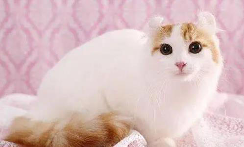 布偶猫粘人像尾巴，金吉拉自带眼线美，你家猫咪上榜了吗？