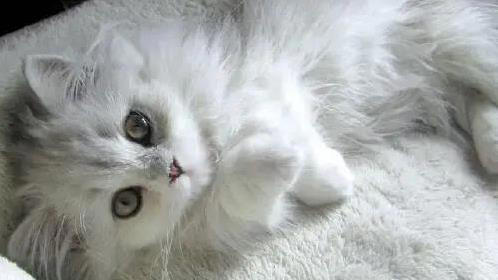 布偶猫粘人像尾巴，金吉拉自带眼线美，你家猫咪上榜了吗？