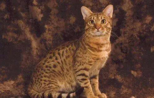 布偶猫粘人像尾巴，金吉拉自带眼线美，你家猫咪上榜了吗？