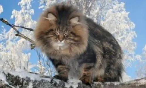 布偶猫粘人像尾巴，金吉拉自带眼线美，你家猫咪上榜了吗？