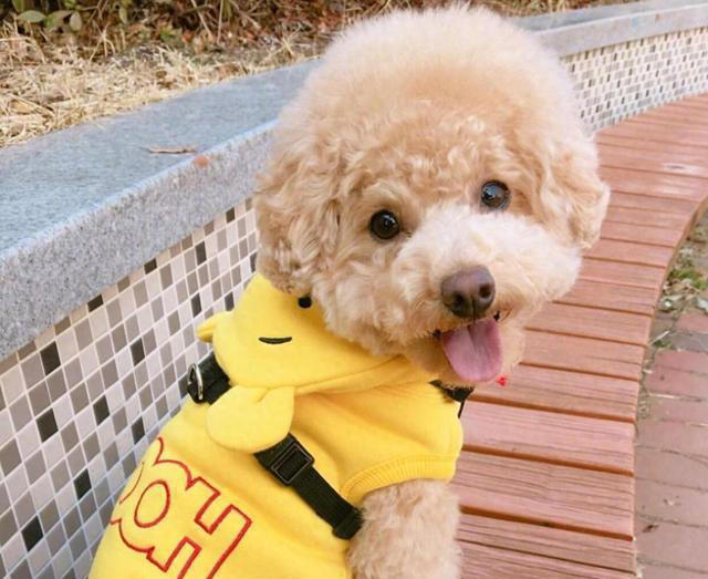 纯种“泰迪”的5大特征，看了才知道，很多人养的都是串串