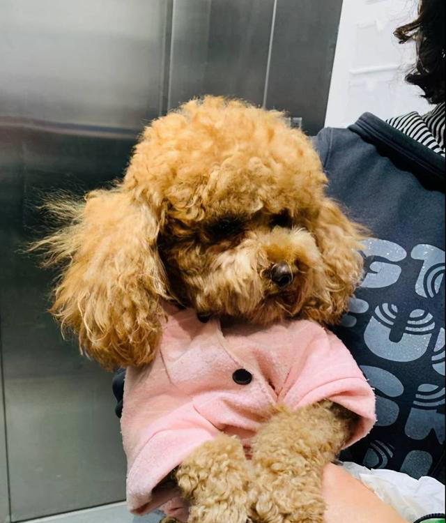 纯种“泰迪”的5大特征，看了才知道，很多人养的都是串串