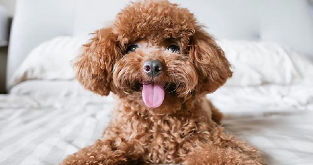 纯种“泰迪”的5大特征，看了才知道，很多人养的都是串串