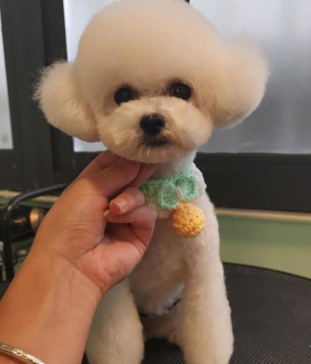 纯种“泰迪”的5大特征，看了才知道，很多人养的都是串串