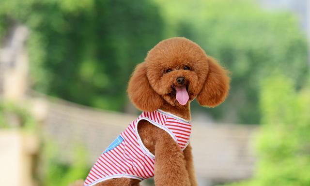 纯种“泰迪”的5大特征，看了才知道，很多人养的都是串串