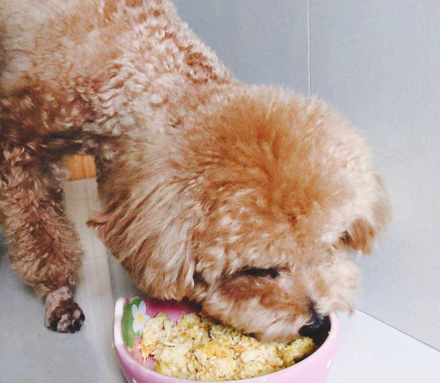 纯种“泰迪”的5大特征，看了才知道，很多人养的都是串串