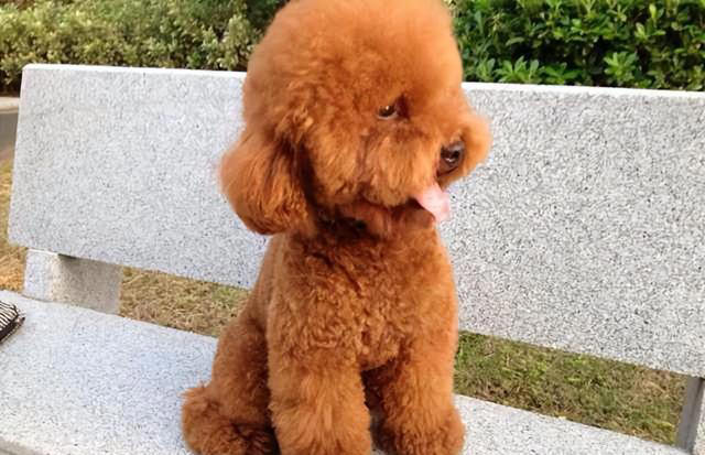 纯种“泰迪”的5大特征，看了才知道，很多人养的都是串串