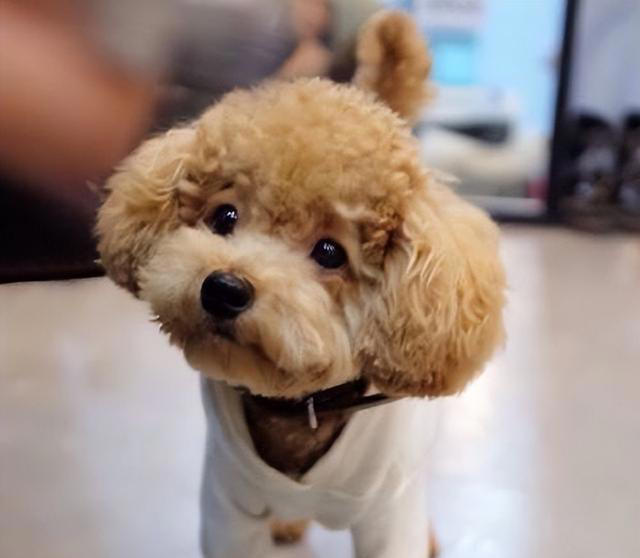 纯种“泰迪”的5大特征，看了才知道，很多人养的都是串串