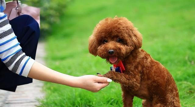 纯种“泰迪”的5大特征，看了才知道，很多人养的都是串串