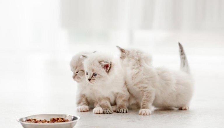 小猫咪突然拒绝进食，是它们在搞什么小把戏？还是背后另有隐情？