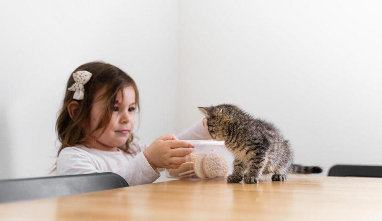 小猫咪突然拒绝进食，是它们在搞什么小把戏？还是背后另有隐情？