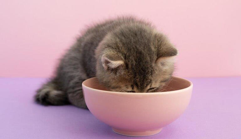 小猫咪突然拒绝进食，是它们在搞什么小把戏？还是背后另有隐情？