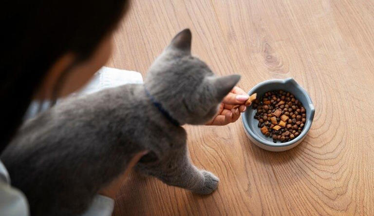 小猫咪突然拒绝进食，是它们在搞什么小把戏？还是背后另有隐情？