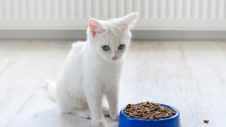 小猫咪突然拒绝进食，是它们在搞什么小把戏？还是背后另有隐情？