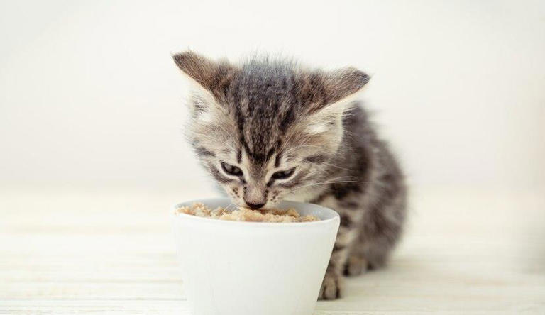 小猫咪突然拒绝进食，是它们在搞什么小把戏？还是背后另有隐情？