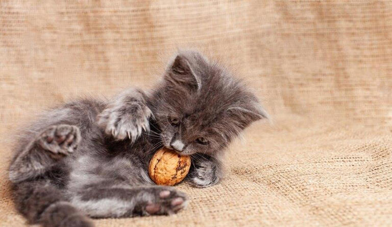 小猫咪突然拒绝进食，是它们在搞什么小把戏？还是背后另有隐情？