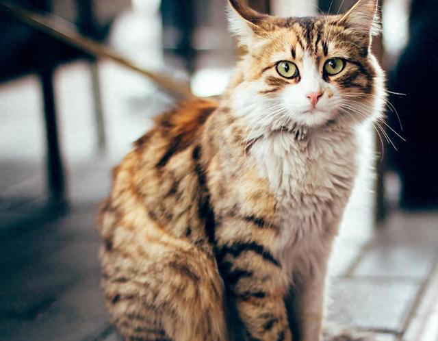 虎斑猫和狸花猫的区别！虎斑猫与狸花猫：从外貌到性格的全面对比