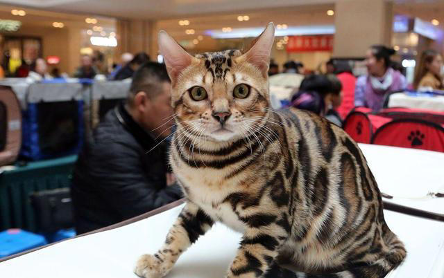 虎斑猫和狸花猫的区别！虎斑猫与狸花猫：从外貌到性格的全面对比