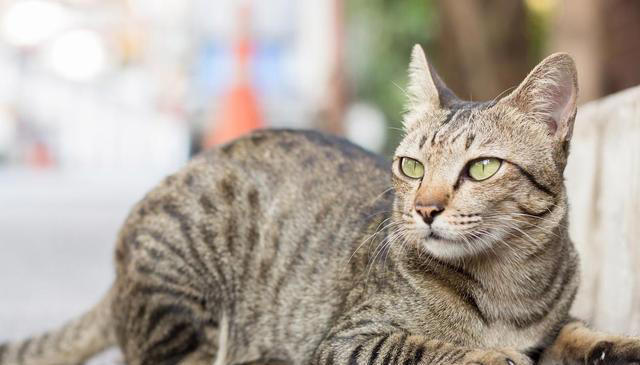 虎斑猫和狸花猫的区别！虎斑猫与狸花猫：从外貌到性格的全面对比