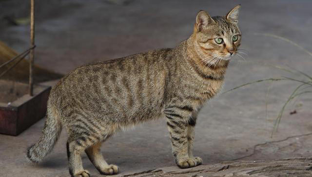 虎斑猫和狸花猫的区别！虎斑猫与狸花猫：从外貌到性格的全面对比