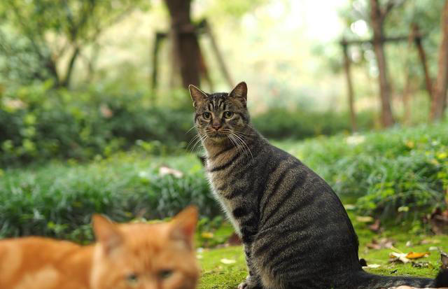 虎斑猫和狸花猫的区别！虎斑猫与狸花猫：从外貌到性格的全面对比
