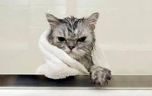 猫咪洗澡如打仗，抓伤无数，咋办才好？