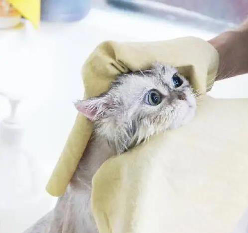 猫咪洗澡如打仗，抓伤无数，咋办才好？