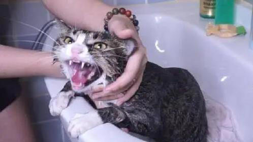 猫咪洗澡如打仗，抓伤无数，咋办才好？