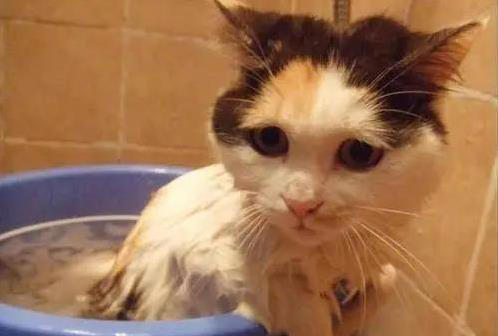 猫咪洗澡如打仗，抓伤无数，咋办才好？