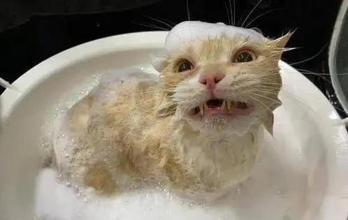猫咪洗澡如打仗，抓伤无数，咋办才好？