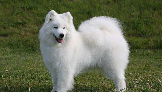 最好看的狗狗颜值大排名，你家狗上榜了吗？