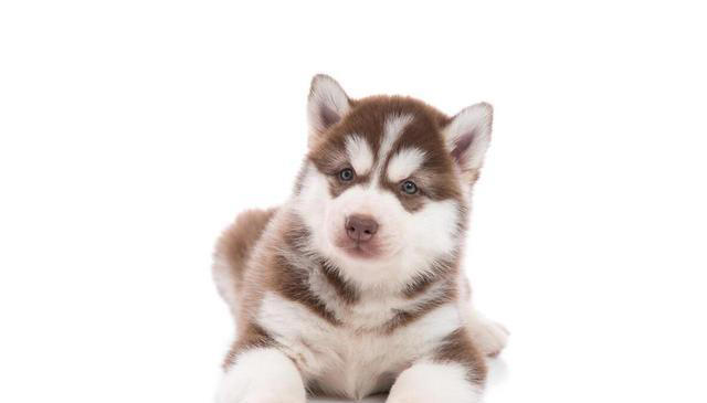 最好看的狗狗颜值大排名，你家狗上榜了吗？