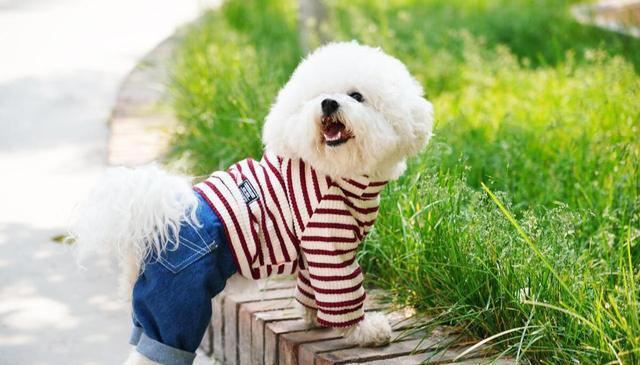 最好看的狗狗颜值大排名，你家狗上榜了吗？