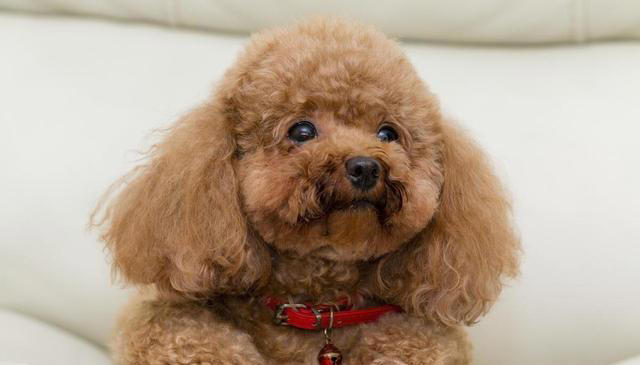 最好看的狗狗颜值大排名，你家狗上榜了吗？