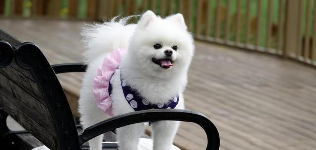 最好看的狗狗颜值大排名，你家狗上榜了吗？