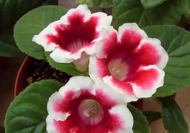 天热就养4种花，不怕晒不怕热，开花娇艳，花量很大，太漂亮了