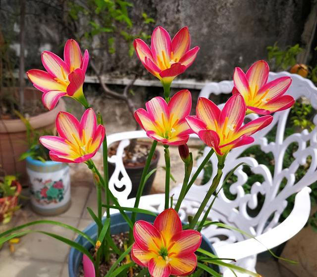 天热就养4种花，不怕晒不怕热，开花娇艳，花量很大，太漂亮了