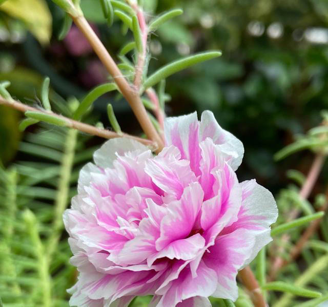 天热就养4种花，不怕晒不怕热，开花娇艳，花量很大，太漂亮了