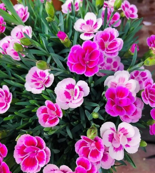 天热就养4种花，不怕晒不怕热，开花娇艳，花量很大，太漂亮了