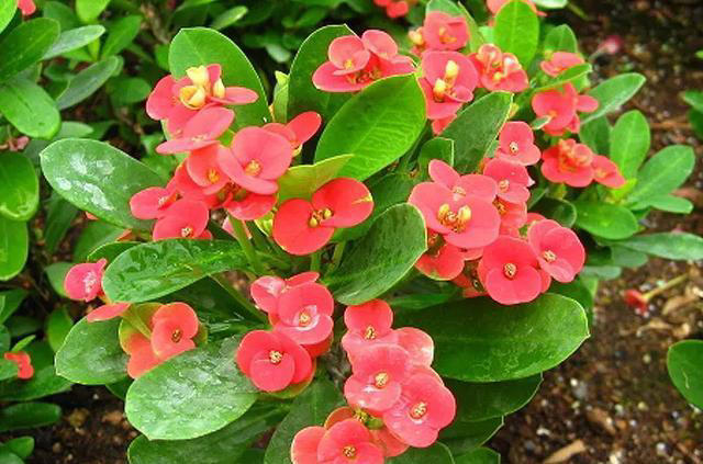 天热就养4种花，不怕晒不怕热，开花娇艳，花量很大，太漂亮了